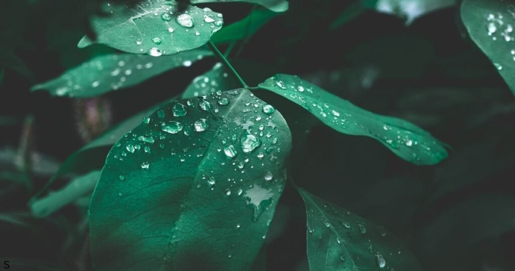Barish Mausam Shayari