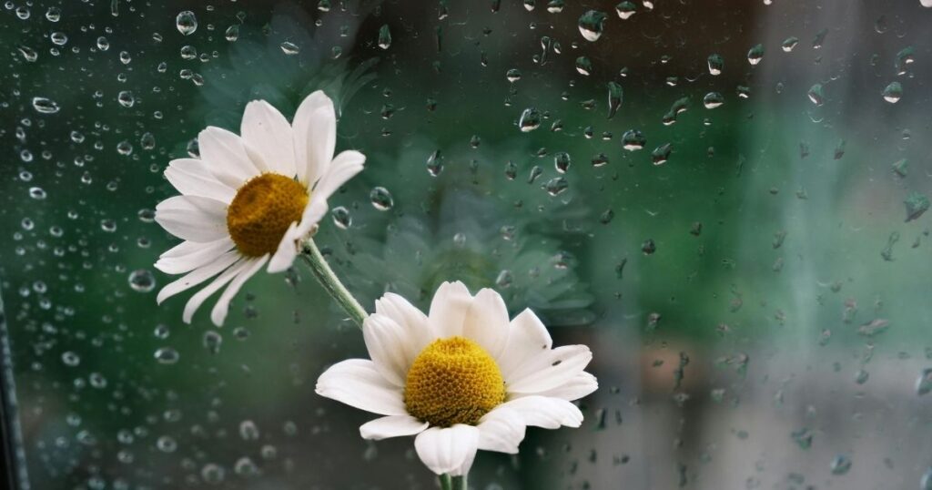 Love Barish Shayari