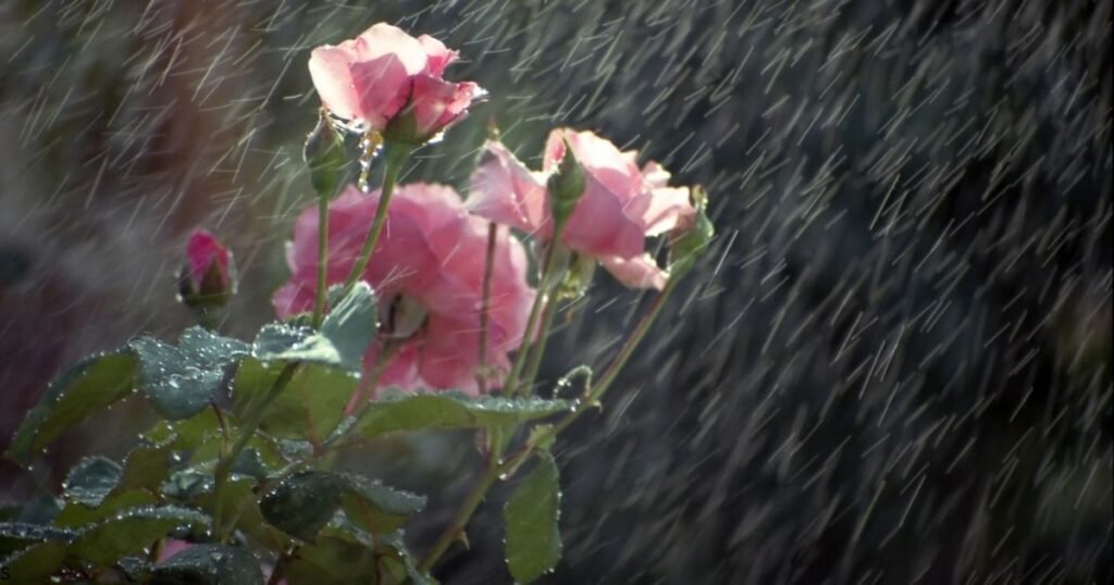weather shayari in english